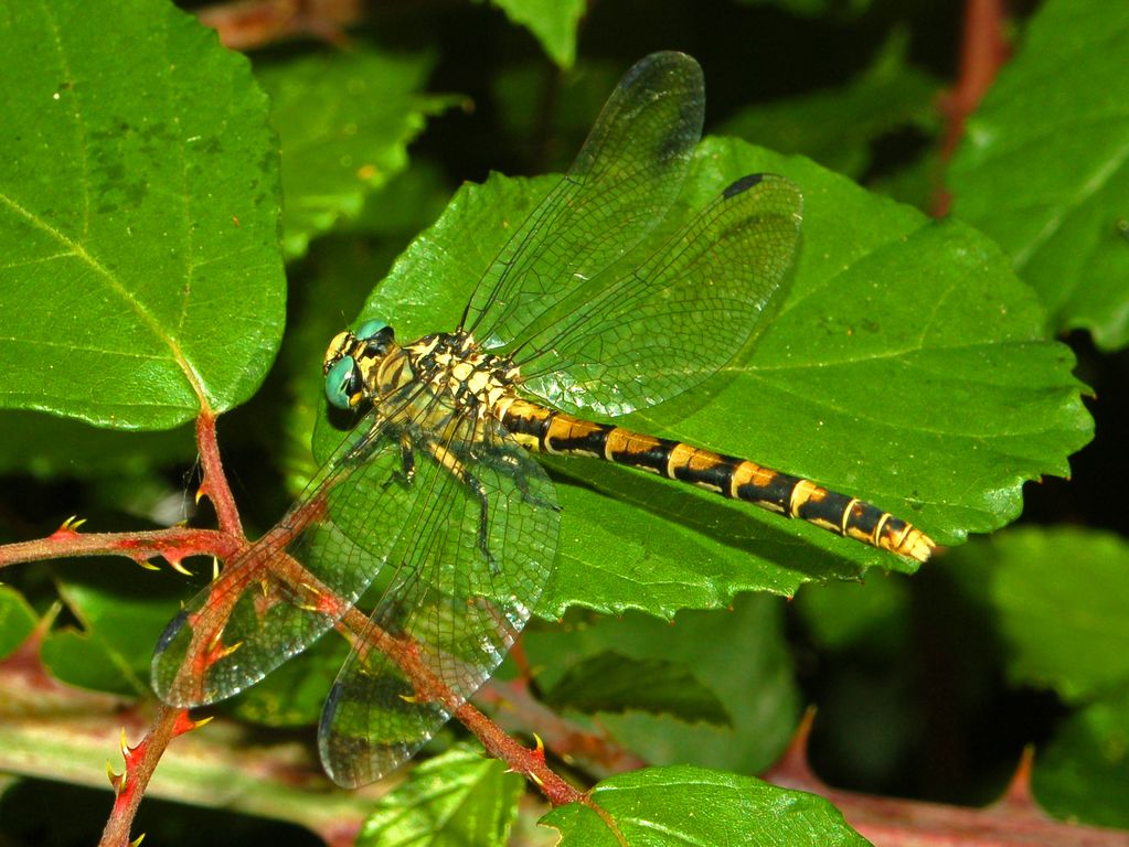 Due libellule: Onychogomphus uncatus & forcipatus